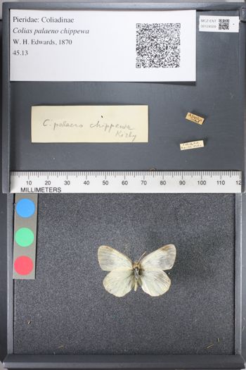 Media type: image;   Entomology 124509